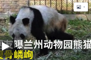 熊猫瘦成皮包骨,繁殖后代也用上了人工授精?