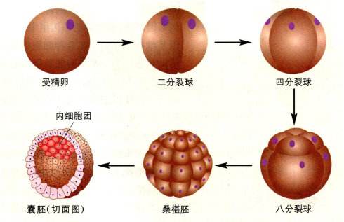 美国试管婴儿