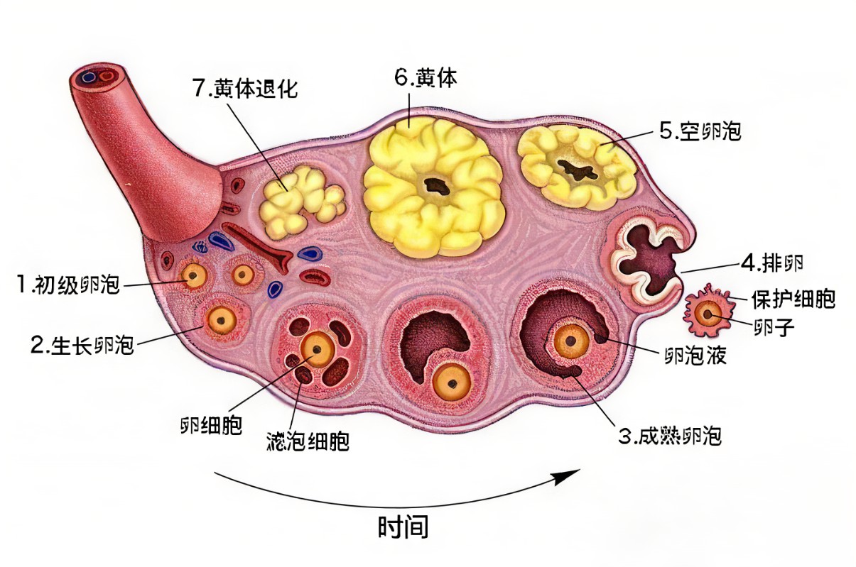 R-C (3).jpg