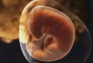 胎儿 4周.jpg