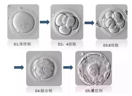 胚胎体外培养过程.jpg
