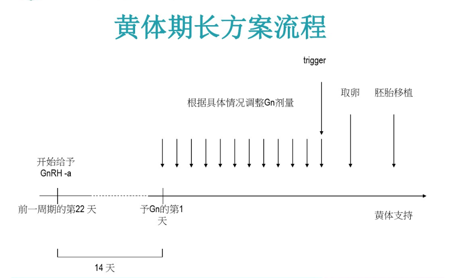 黄体期长方案流程.png