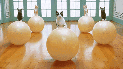 养卵运动 瑜伽.gif