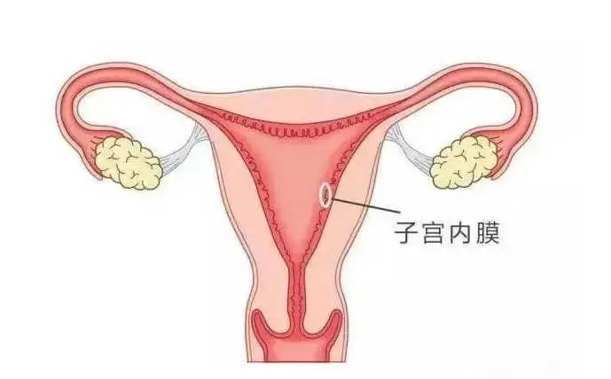 子宫内膜.jpg